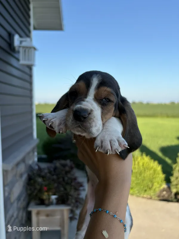Daisy X Duke - 1 – Basset Hound puppy for sale in Bloomfield, IA