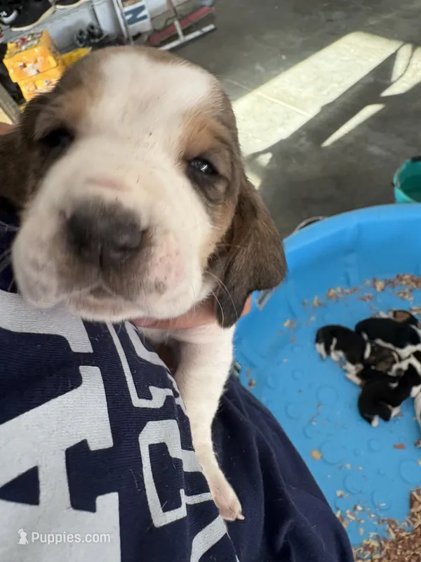 Moose – Basset Hound puppy for sale in Bloomfield, IA