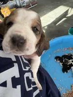 Moose, a male Basset Hound for sale in Bloomfield, IA – 1 of 1
