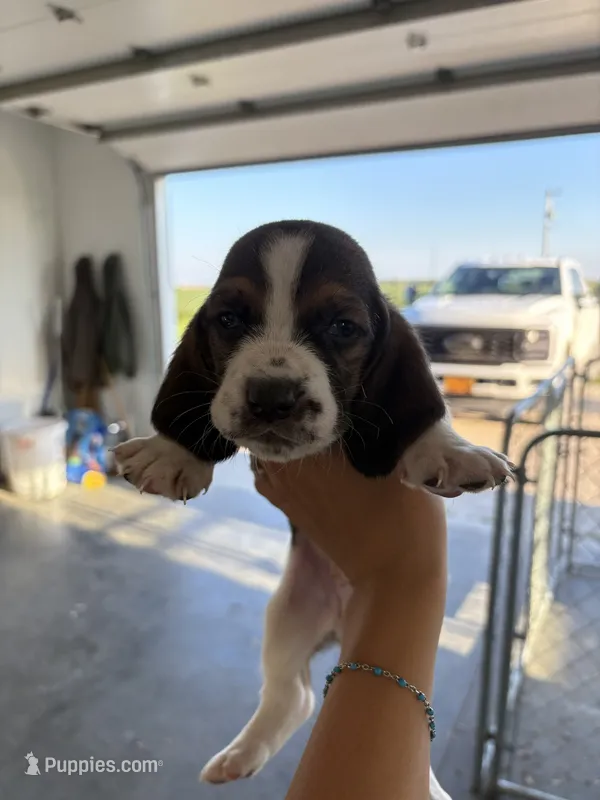 Spots – Basset Hound puppy for sale in Bloomfield, IA