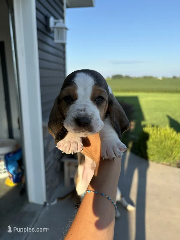 Sweetie – Basset Hound puppy for sale in Bloomfield, IA