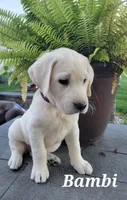 Bambi, a female Labrador Retriever for sale in Lebanon, PA – 2 of 2