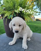 Brinley, a female Labrador Retriever for sale in Lebanon, PA – 1 of 1