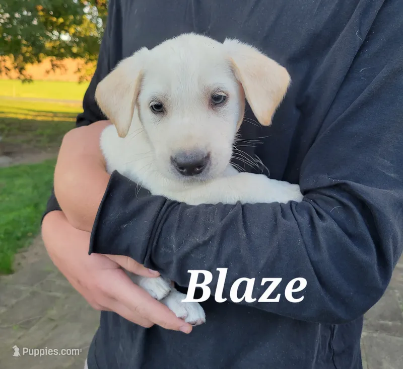 Blaze – Labrador Retriever puppy for sale in Lebanon, PA