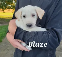 Blaze, a male Labrador Retriever for sale in Lebanon, PA – 1 of 2