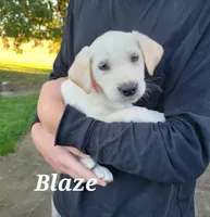 Blaze, a male Labrador Retriever for sale in Lebanon, PA – 2 of 2