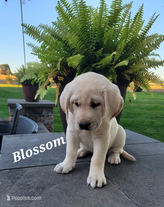Blossom – Labrador Retriever puppy for sale in Lebanon, PA