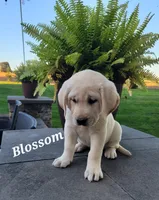 Blossom, a female Labrador Retriever for sale in Lebanon, PA – 1 of 2