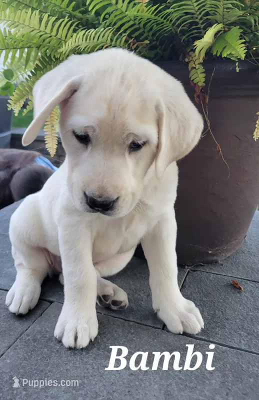 Bambi – Labrador Retriever puppy for sale in Lebanon, PA