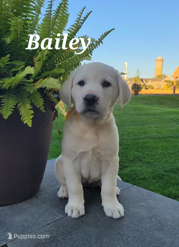 Bailey – Labrador Retriever puppy for sale in Lebanon, PA