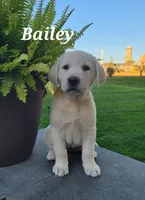 Bailey, a female Labrador Retriever for sale in Lebanon, PA – 1 of 1