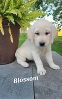 Blossom, a female Labrador Retriever for sale in Lebanon, PA – 2 of 2