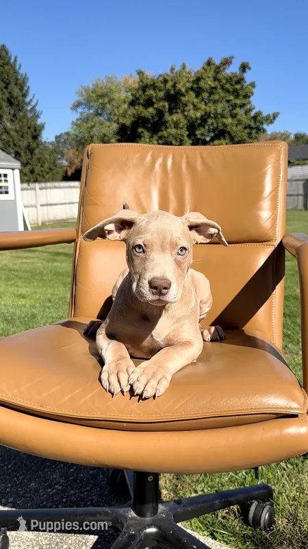 Gold female  – American Bully puppy for sale in Coram, NY