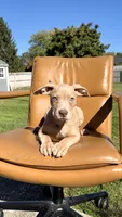 Gold female , a female American Bully for sale in Coram, NY – 1 of 3