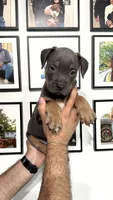 Tri male , a male American Bully for sale in Coram, NY – 3 of 5