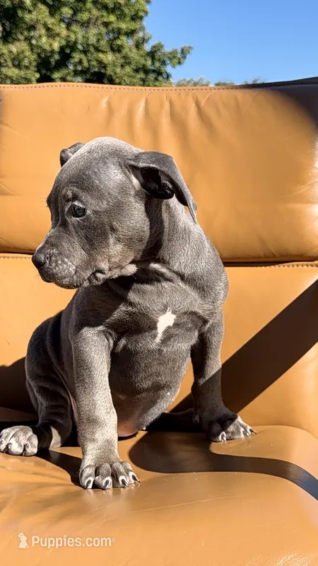 Blue female  – American Bully puppy for sale in Coram, NY