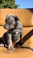 Blue female , a female American Bully for sale in Coram, NY – 1 of 4
