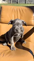 Blue female , a female American Bully for sale in Coram, NY – 2 of 4