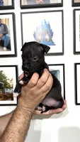 Pantera, a female American Bully for sale in Coram, NY – 3 of 3
