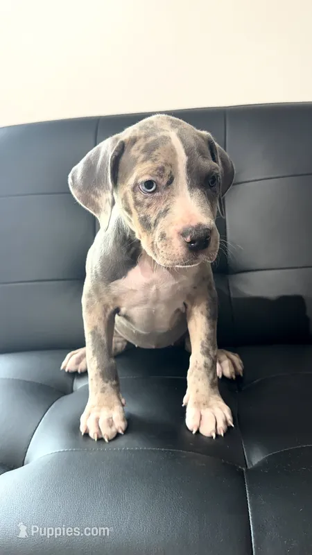 Merle girl – American Bully puppy for sale in Coram, NY