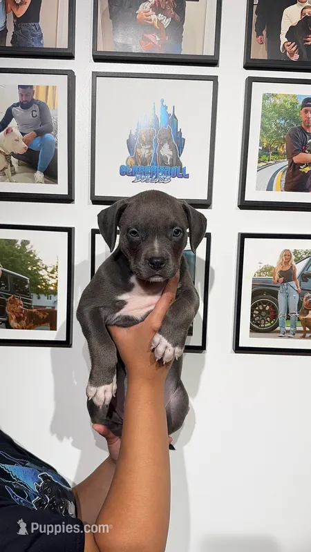 Blue girl  – American Bully puppy for sale in Coram, NY