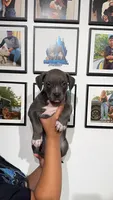 Blue girl , a female American Bully for sale in Coram, NY – 1 of 3