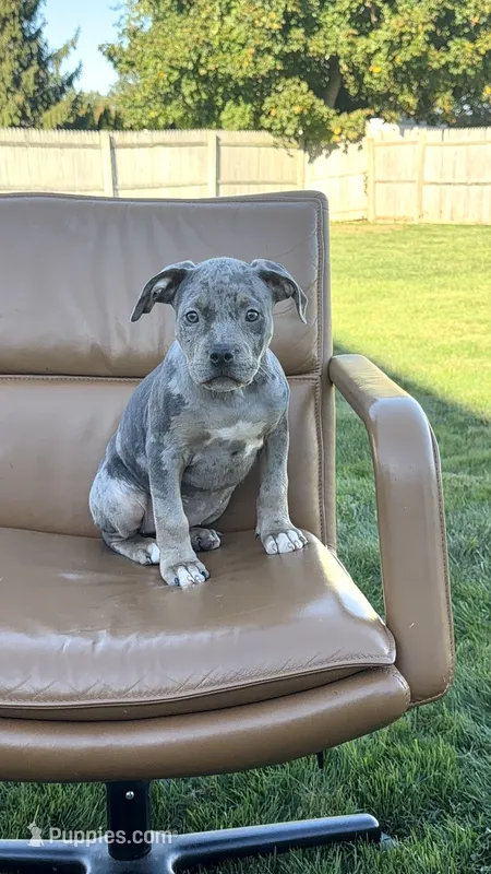 Merle girl – American Bully puppy for sale in Coram, NY