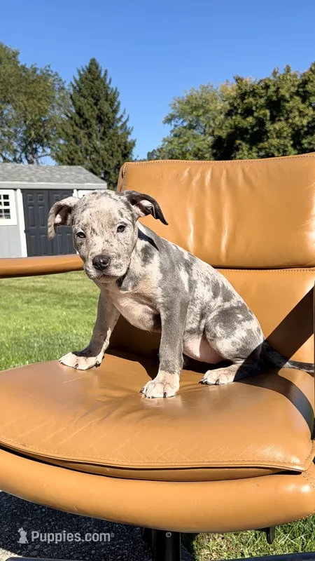 Merle female 2 – American Bully puppy for sale in Coram, NY