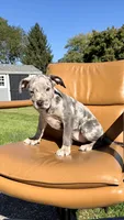 Merle female 2, a female American Bully for sale in Coram, NY – 1 of 2