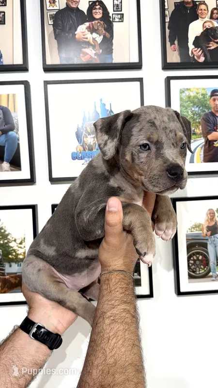Merle girl – American Bully puppy for sale in Coram, NY