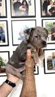 Merle girl, a female American Bully for sale in Coram, NY – 1 of 7