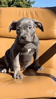 Blue female , a female American Bully for sale in Coram, NY – 3 of 4
