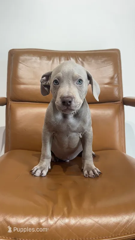 Fawn male  – American Bully puppy for sale in Coram, NY