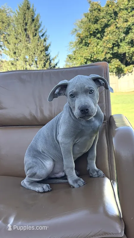 Fawn male puppy – American Bully puppy for sale in Coram, NY