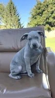 Fawn male puppy, a male American Bully for sale in Coram, NY – 1 of 6