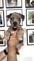 Merle girl, a female American Bully for sale in Coram, NY – 2 of 7