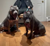 Tri male , a male American Bully for sale in Coram, NY – 5 of 5