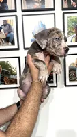 Merle girl, a female American Bully for sale in Coram, NY – 3 of 4