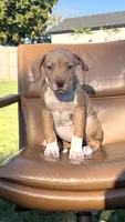 Fawn girl , a female American Bully for sale in Coram, NY – 2 of 4