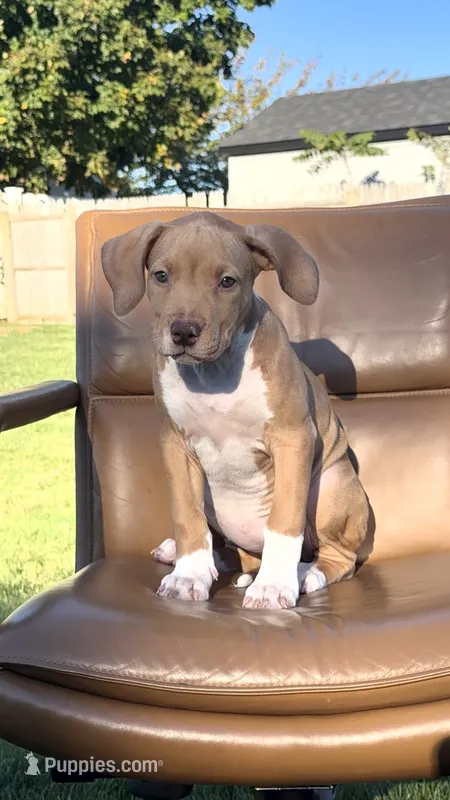 Fawn girl  – American Bully puppy for sale in Coram, NY