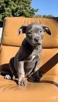 Blue female , a female American Bully for sale in Coram, NY – 4 of 4