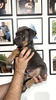 Tri male , a male American Bully for sale in Coram, NY – 2 of 5