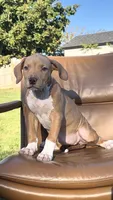 Fawn girl , a female American Bully for sale in Coram, NY – 3 of 4