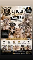 Fawn male , a male American Bully for sale in Coram, NY – 5 of 8