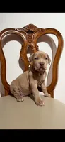 Lilac girl , a female American Bully for sale in Coram, NY – Photo 2 of 3