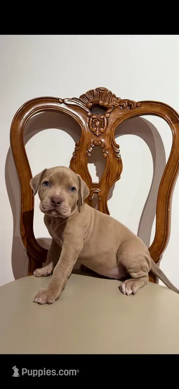 Lilac girl  – American Bully puppy for sale in Coram, NY