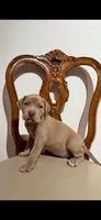 Lilac girl , a female American Bully for sale in Coram, NY – Photo 1 of 3