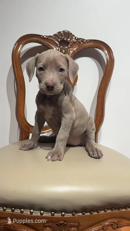 Lilac girl  – American Bully puppy for sale in Coram, NY