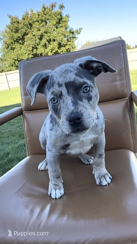 Merle girl  – American Bully puppy for sale in Coram, NY