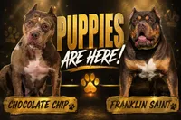 Chocolate female , a female American Bully for sale in Coram, NY – 4 of 4